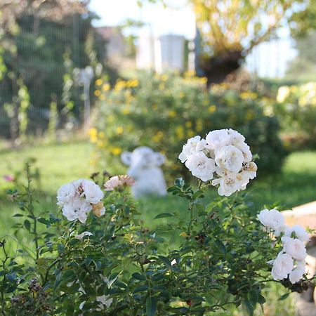 Pepe Rosa Bed and Breakfast Termoli Εξωτερικό φωτογραφία