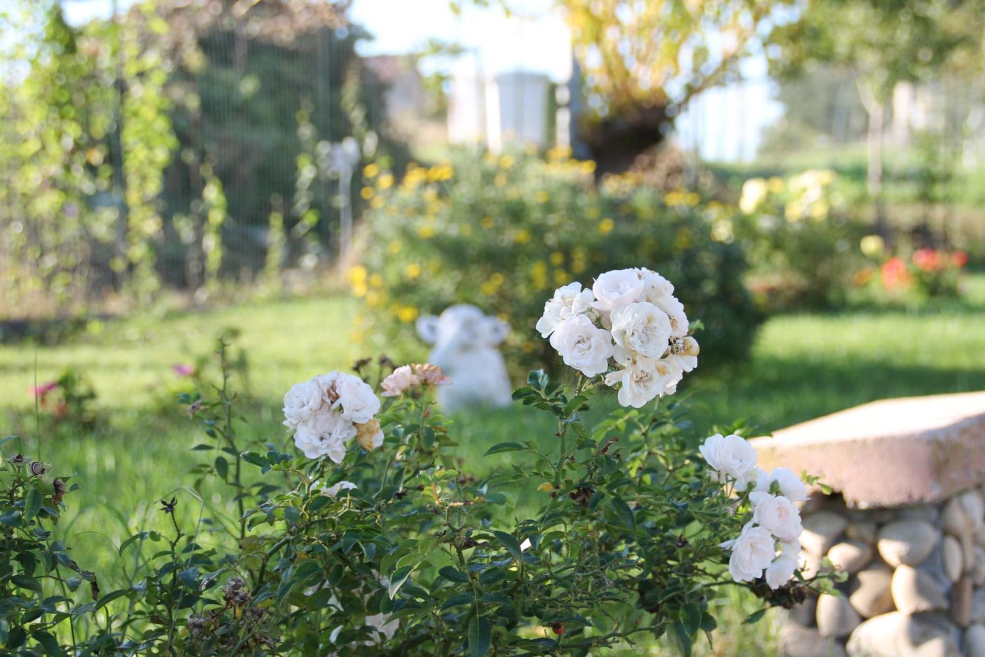 Pepe Rosa Bed and Breakfast Termoli Εξωτερικό φωτογραφία